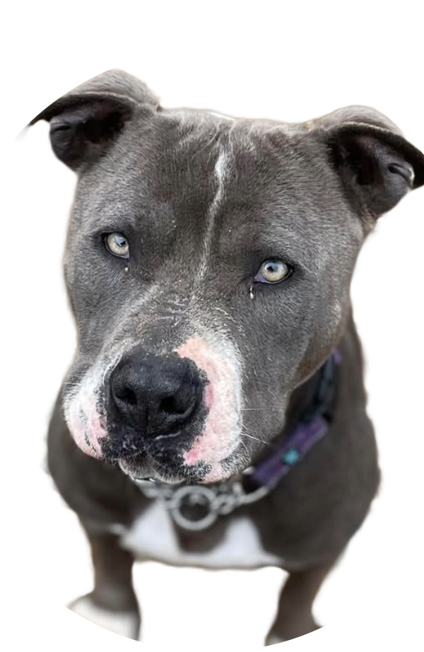 blue-eyed-pitbull-warren-county-2