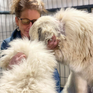 no-fear-pet-shelter