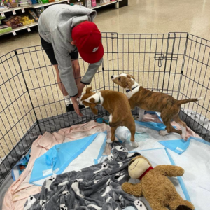 volunteer-animal-shelter-mo-9